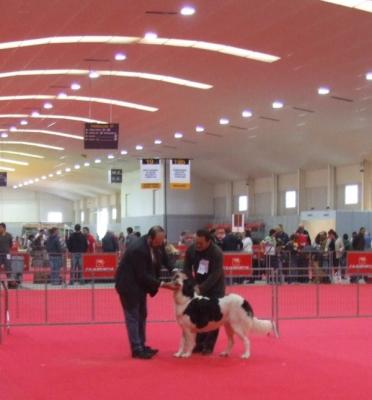 MEDEA DE HARAS DE MARMARIA, EXCELENTE 2ª EN LA EXPOSICION INTERNACIONAL DE MURCIA