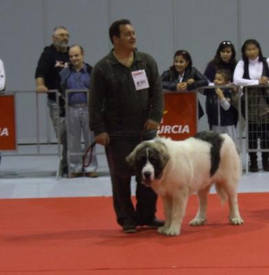 PESIC DE CABESO ROIG MUY BUENO1º Y MEJOR CACHORRO EXPO INTERNACIONAL DE MURCIA