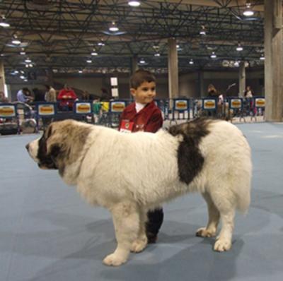 PESIC DE CABESO ROIG MUY BUENO 1º Y MEJOR CACHORRO. EN LA EXPO NACIONAL DE VALENCIA
