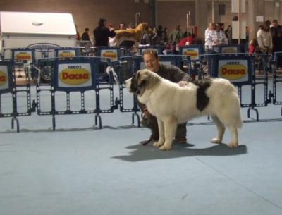 PESIC DE CABESO ROIG MUY BUENO 1º Y MEJOR CACHORRO, EXPO INTERNACIONAL DE VALENCIA