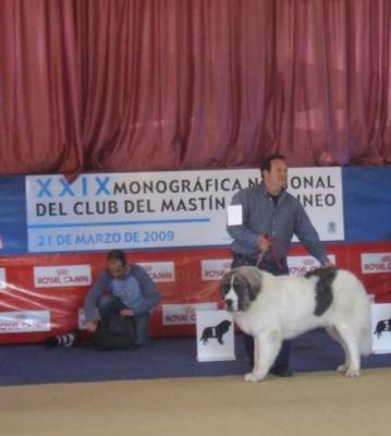 PESIC DE CABESO ROIG, EXCELENTE 1º EN LA MONOGRAFICA DEL C.M.P.E. 21-3-2009