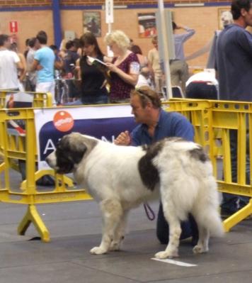 PESIC DE CABESO ROIG, EXCELENTE 2º EN LA EXPOSICION NACIONAL DE CASTELLON 13-06-2009