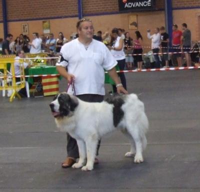 PESIC DE CABESO ROIG, EXCELENTE 3º EN LA EXPOSICION INTERNACIONAL DE CASTELLON 14-06-2009