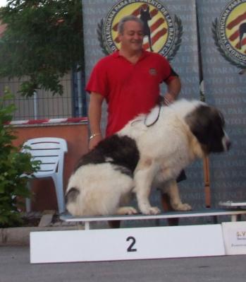 PESIC DE CABESO ROIG 2º MEJOR EJEMPLAR DEL GRUPO 2, EN EL CONCURSO NACIONAL DE ALMOINES 14-08-2010.