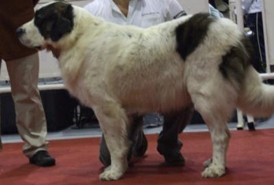 ATHENA DE CAMPO OLIMPO. EXCELENTE 1ª Y MEJOR JOVEN EN LA EXPOSICION INTERNACIONAL DE MURCIA 7-11-2010.