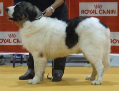 PESIC DE CABESO ROIG EXCELENTE 2º, R, C.A.C. Y R, DE CACIB EN LA EXPOSICION INTERNACIONAL DE VALENCIA 19-12-2010.