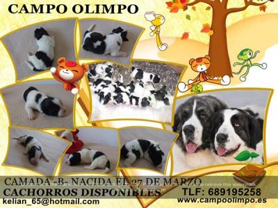 CAMADA --B-- DE CAMPO OLIMPO