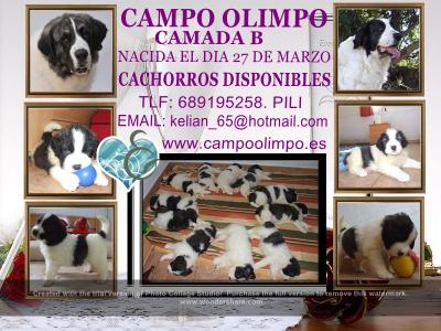 CAMADA --B--DE CAMPO OLIMPO
