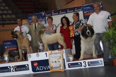 PESIC DE CABESO ROIG. EXCELENTE 1º, CAC, CACIB, MEJOR DE RAZA Y 3º EN RAZAS ESPAÑOLAS. EXPOCISION INTERNACIONAL DE ONDA, 12-6-11