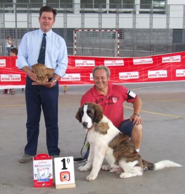 BACO DE CAMPO OLIMPO MUY BUENO 1º EN LA XIII TROBADA DEL MASTIN DEL PIRINEO. 3-09-2011.