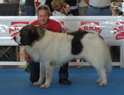 PESIC DE CABESO ROIG. EXCELENTE 1º Y R,CAC EN LA 29 EXPOSICION INTERNACIONAL DE OTOÑO, 9-10-2011
