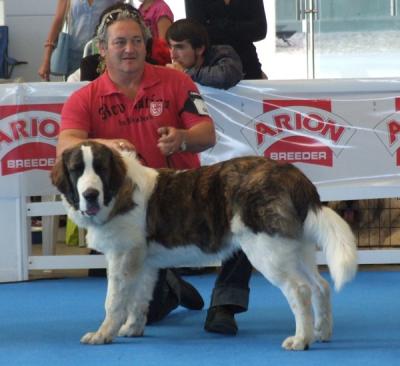 BACO DE CAMPO OLIMPO MUY BUENO 1º EN LA EXPO ESPECIAL RAZAS ESPAÑOLAS. 9-10-2011