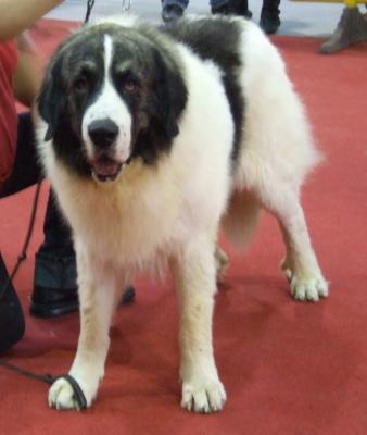 PESIC DE CABESO ROIG, EXCELENTE 1º, CAC, Y R-CACIB EN LA EXPOSICION INTERNACIONAL DE MURCIA 6-11-11