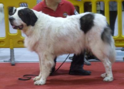 ATHENA DE CAMPO OLIMPO. EXCELENTE 1ª, CAC Y R-CACIB EN LA EXPOSICION INTERNACIONAL DE MURCIA 6-11-11