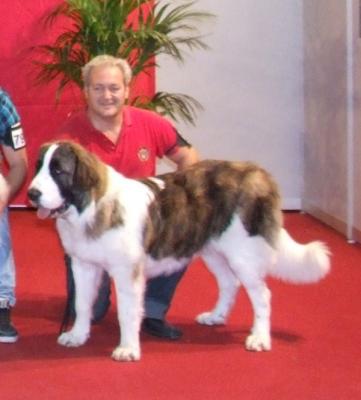 BACO DE CAMPO OLIMPO MUY BUENO 2º, EN LA EXPOSICION INTERNACIONAL DE MURCIA. 6-11-11.
