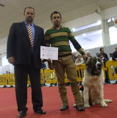 BASTIAAN DE CAMPO OLIMPO. MUY BUENO 1º, MEJOR CACHORRO Y 2º MEJOR CACHORRO DEL GRUPO 2. EN LA EXPOSICION INTERNACIONAL DE MURCIA 6-11-11