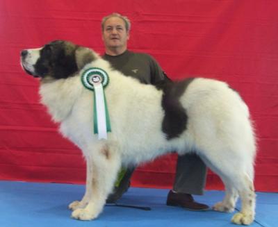 PESIC DE CABESO ROIG, EXCELENTE 1º CAC-CACIB Y MEJOR DE RAZA , EXPO INTERNACIONAL DE JEREZ DE LA FRONTERA 20-11-11