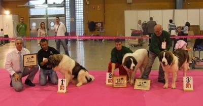CACHORROS DE CAMPO OLIMPO PLENO TOTAL EN EL CONCURSO MONOGRAFICO DE LA COMUNIDAD VALENCIANA 3-12-11