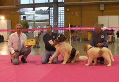 BASTIAAN DE CAMPO OLIMPO MEJOR CACHORRO DEL CONCURSO MONOGRAFICO DE LA COMUNIDAD VALENCIANA 3-12-11