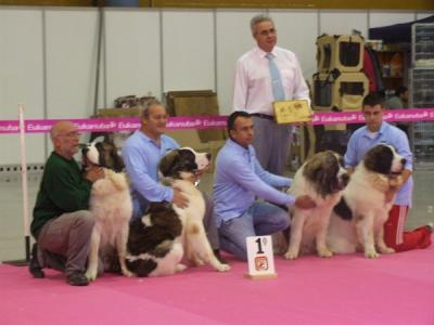 CAMPO OLIMPO MEJOR LOTE DE CRIA DEL CONCURSO MONOGRAFICO DE LA COMUNIDAD VALENCIANA 3-12-11