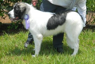 BARUCH DE CAMPO OLIMPO CAMPEON CACHORRO DE BRASIL 3 Y 4-12-11