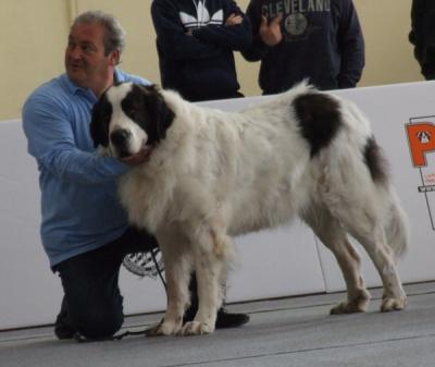 ATHENA DE CAMPO OLIMPO EXCELENTE 2ª EN LA EXPOSICION NACIONAL DE VALENCIA 17-12-2011