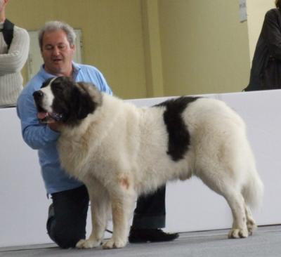 PESIC DE CABESO ROIG EXCELENTE 1º, CAC, Y MEJOR DE RAZA EN LA EXPOSICION NACIONAL DE VALENCIA. 17-12-2011