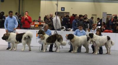 CAMPO OLIMPO 3º MEJOR LOTE DE CRIA DE LA EXPOSICION NACIONAL DE VALENCIA 17-12-2011