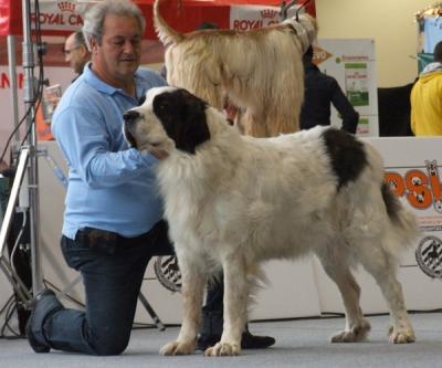 ATHENA DE CAMPO OLIMPO. EXCELENTE 1ª, CAC Y R-CACIB EN LA EXPOSICION INTERNACIONAL DE VALENCIA 18-12-2011