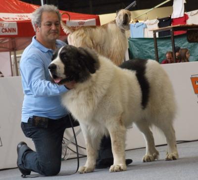 PESIC DE CABESO ROIG EXCELENTE 1º, CAC, CACIB Y MEJOR DE RAZA EN LA EXPOSICION INTERNACIONAL DE VALENCIA 18-12-2011
