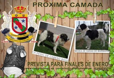 NUEVA CAMADA DE CAMPO OLIMPO