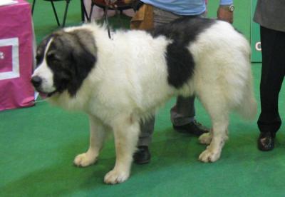 PESIC DE CABESO ROIG. EXCELENTE 1º CAC, CACIB, MEJOR DE RAZA Y