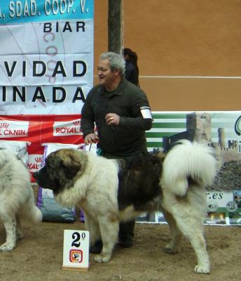 BASTIAAN DE CAMPO OLIMPO EXCELENTE 2º EN LA MONOGRAFICA DEL C.M.P.E. 3-03-2012