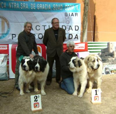 CH.PESIC DE CABESO ROIG Y ATHENA DE CAMPO OLIMPO 2ª MEJOR PAREJA DE LA EXPOSICION MONOGRAFICA. BIAR 3-03-12.