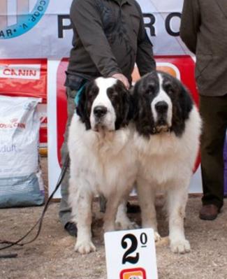 CH.PESIC DE CABESO ROIG Y ATHENA DE CAMPO OLIMPO 2ª MEJOR PAREJA DEL III CONCURSO CANINO DE LA CIUDAD DE GANDIA 13-3-2012