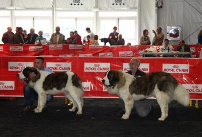 BACO Y BASTIAAN DE CAMPO OLIMPO. EXCELENTES RESULTADOS EN EL III CONCURSO CANINO DE LA CIUDAD DE GANDIA 13-3-2012