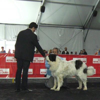 ATHENA DE CAMPO OLIMPO EXCELENTE 1ª EN EL III CONCURSO CANINO DE LA CIUDAD DE GANDIA 13-03-2012