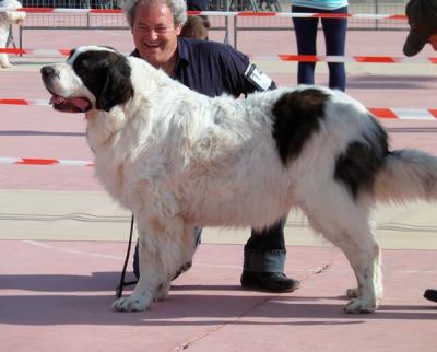 ATHENA DE CAMPO OLIMPO EXCELENTE 1ª Y C.A.C. EN LA XXV EXPO NACIONAL DE MURCIA 21-04-2012