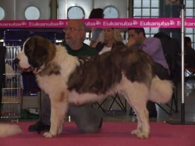 BACO DE CAMPO OLIMPO. CAMPEON JOVEN EN ESPAÑA AL CONSEGUIR EXC 1º MRJ Y CCJ, EN LA XXIV EXPO NACIONAL DE CASTELLON 16-6-2012