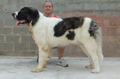 BALTAKI DE CAMPO OLIMPO. EXC 3º EN AL XXI EXPOSICION INTERNACIONAL DE CASTELLON 17-6-2012