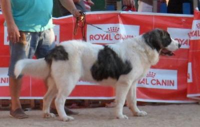 CALIOPE DE CAMPO OLIMPO. MUY BUENA 1ª Y MEJOR CACHORRO EN LA XXI EXPOSICION INTERNACIONAL DE CASTELLON. 17-6-2012