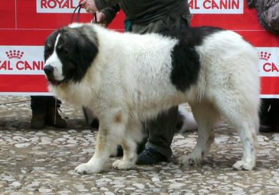 PESIC DE CABESO ROIG. EXC 2º EN LA XXI EXPOSICION INTERNACIONAL DE CASTELLON. 17-6-2012