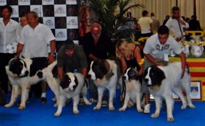 CAMPO OLIMPO 2º MEJOR LOTE DE CRIA DE LA XXI EXPOSICION INTERNACIONAL DE CASTELLON 17-6-2012