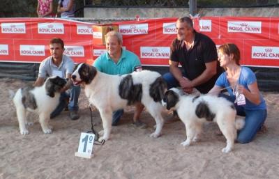 CALIOPE DE CAMPO OLIMPO. MUY BUENA 1ª EN EL I CONCURSO MONOGRAFICO DE PALMA DE MALLORCA. 15-9-2012