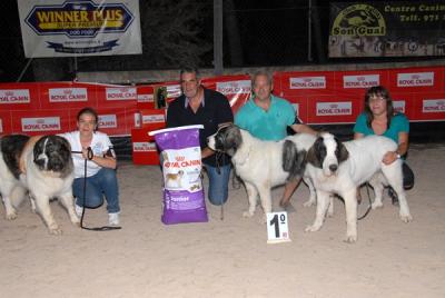 CAMPO OLIMPO, MEJOR LOTE DE CRIA DEL I CONCURSO MONOGRAFICO DE PALMA DE MALLORCA