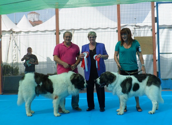 CH. PESIC DE CABESO ROIG. EXC 1º, GCC. CACIB Y MEJOR DE RAZA EN LA 36 EXPO INTERNACIONAL DE GIBRALTAR. 22-9-2012