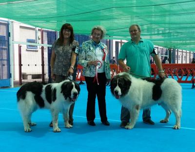 CH. PESIC DE CABESO ROIG. GCC, CACIB Y MEJOR DE RAZA EN LA 37 EXPO INTER DE GIBRALTAR. 23-9-2012