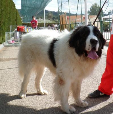 BRONTE DE CAMPO OLIMPO. EXC 2º. EN EL Ier CONCURSO CIUDAD DE CHESTE. 12-10-2012