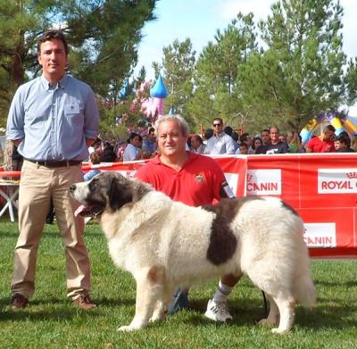 CH. PESIC DE CABESO ROIG. EXC 1º EN EL Ier CONCURSO CIUDAD DE CHESTE. 12-10-2012.
