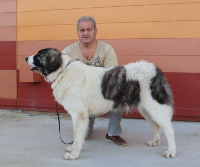 CALIOPE DE CAMPO OLIMPO, EXC 2ª EN LA XXVI EXPO NACIONAL DE MURCIA 10-11-2012